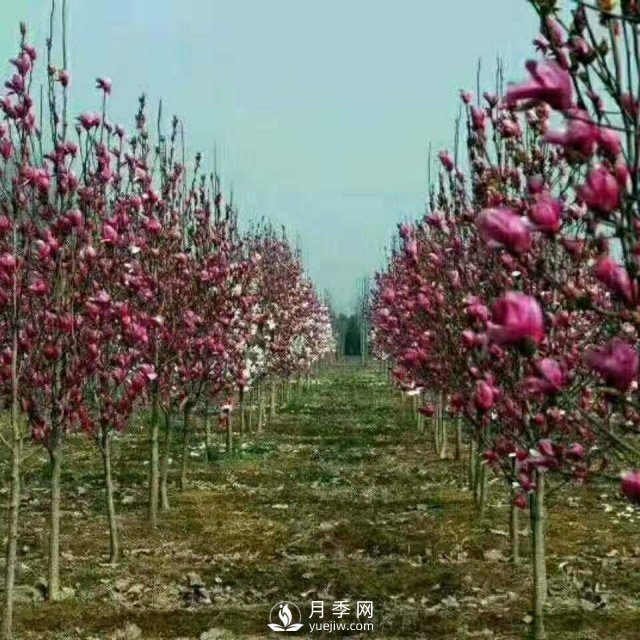 紅玉蘭樹的經濟價值表現(xiàn)在哪些地方，你了解過嗎？(圖1)