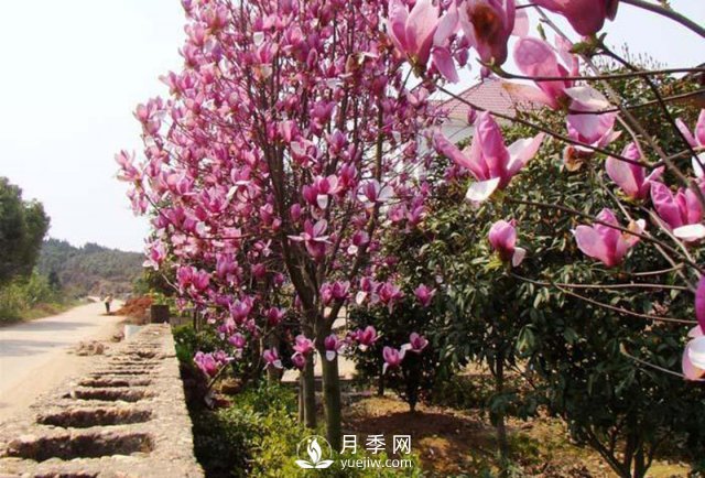 怎樣防治治療紅玉蘭大班病害？(圖1)