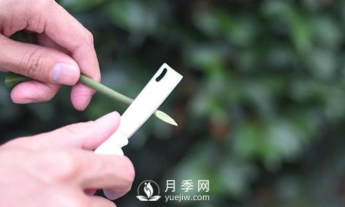 休眠期對枝條進行短剪促使春季抽生出粗壯枝條(圖1)