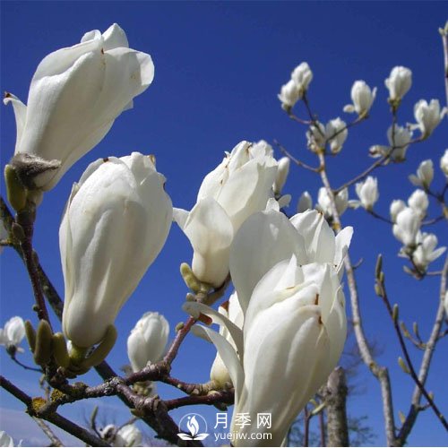 萬物復(fù)蘇時(shí)節(jié)，春的信使——白玉蘭悄然開放(圖1)