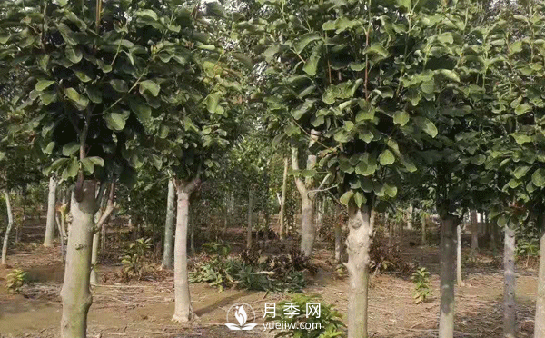 8-15公分紅白黃玉蘭量大，還有嬌紅一號(hào)，需要的朋友趕快聯(lián)系哦(圖2)