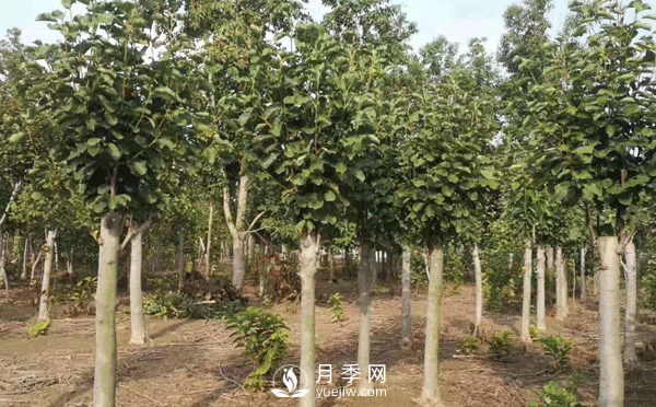 8-15公分紅白黃玉蘭量大，還有嬌紅一號(hào)，需要的朋友趕快聯(lián)系哦(圖1)