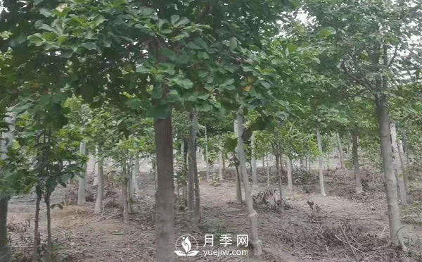 8-15公分紅白黃玉蘭量大，還有嬌紅一號(hào)，需要的朋友趕快聯(lián)系哦(圖4)