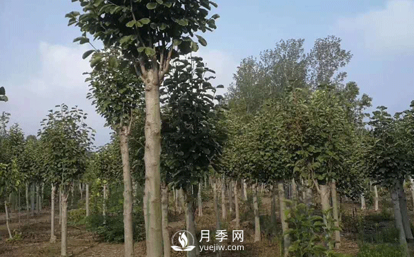 8-15公分紅白黃玉蘭量大，還有嬌紅一號(hào)，需要的朋友趕快聯(lián)系哦(圖3)