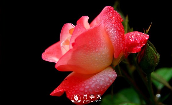 大花月季苗嫁接時注意事項哪些問題？(圖1)