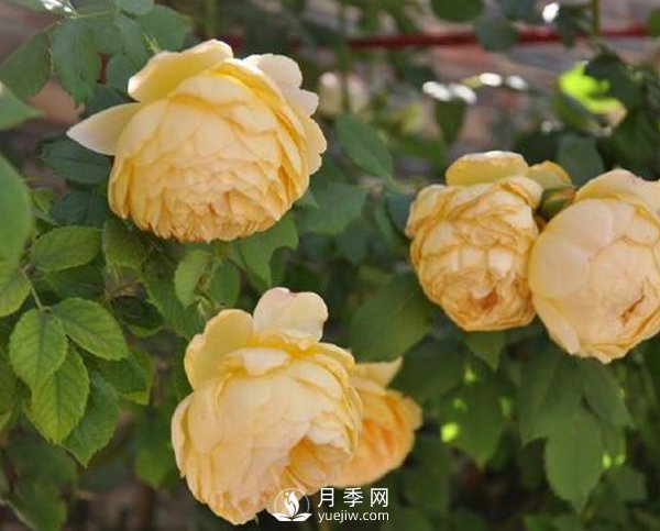 月季新葉卷曲枯萎？南陽(yáng)月季公司告訴你原因(圖1)