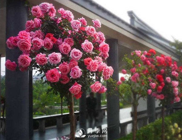 種植和管理樹狀月季中需要注意的幾點(diǎn)，你知道嗎？(圖1)