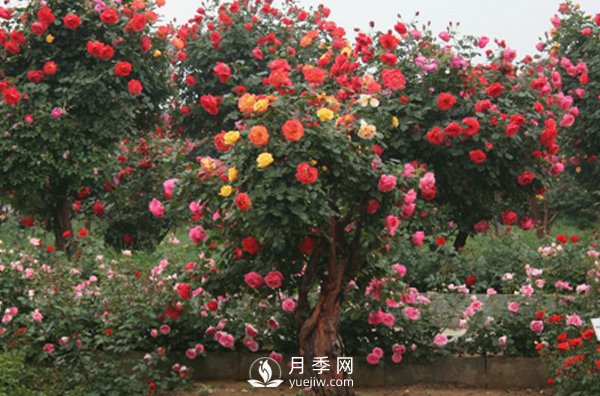 月季不同的季節(jié)養(yǎng)護(hù)需要不同的技巧？秋季該如何養(yǎng)殖(圖1)