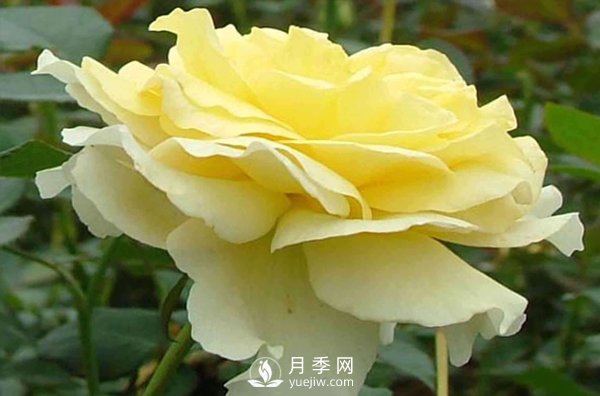 要想種好月季需要謹慎處理好哪些問題？(圖1)