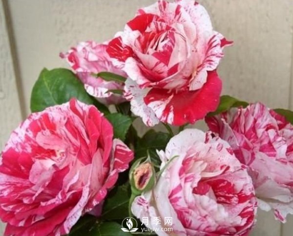 月季種植期的養(yǎng)護，和玫瑰的方法一樣嗎？(圖1)