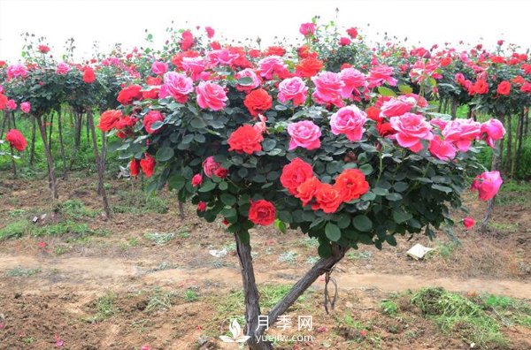 樹狀月季花都能有什么樹的樹樁可以來嫁接？(圖1)