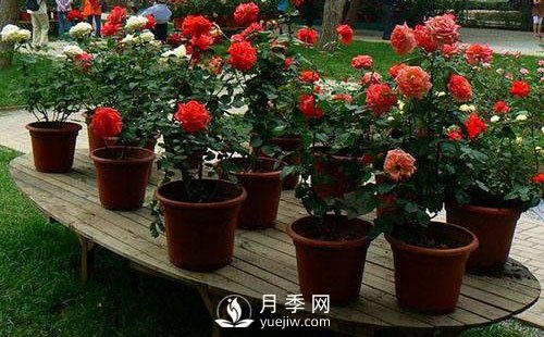南陽月季成活階段要如何管理？(圖1)