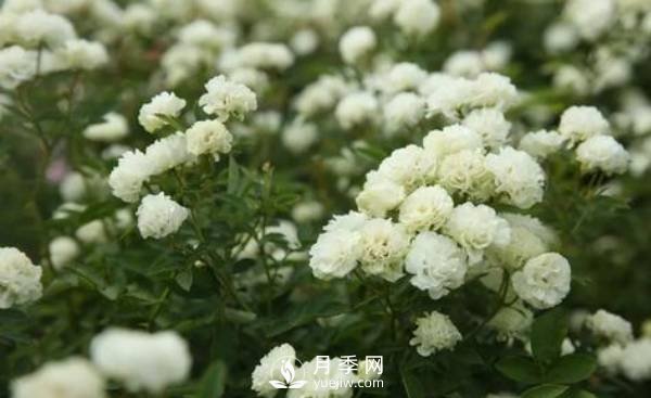 怎樣防治南陽月季黑斑病病害？(圖1)