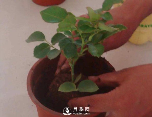 月季休眠期，南陽(yáng)月季種植基地是怎樣修剪的？(圖1)