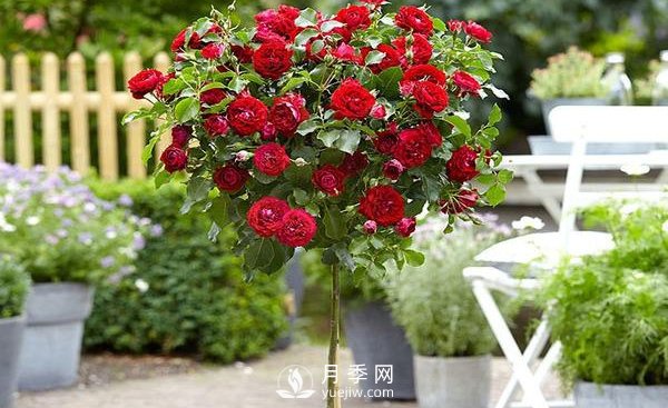 怎么正確修剪整形南陽月季樹？(圖1)