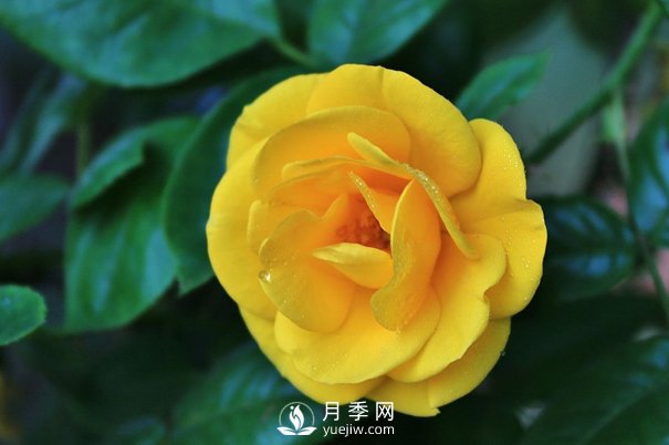 怎樣能使南陽盆栽月季花期長、開大花？(圖1)