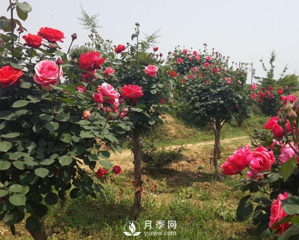 月季樹長(zhǎng)得好好的為什么要嫁接呢？(圖1)