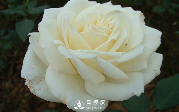 南陽大花月季早春管理注意事項介紹(圖1)