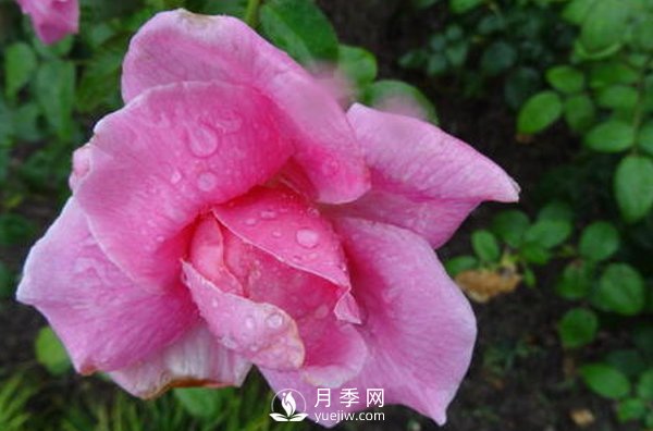 南陽月季花想長(zhǎng)得好看，要學(xué)會(huì)的小技巧(圖1)