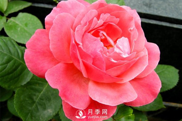 想種月季沒有經(jīng)驗(yàn)？來看看月季網(wǎng)分享的攻略吧(圖1)