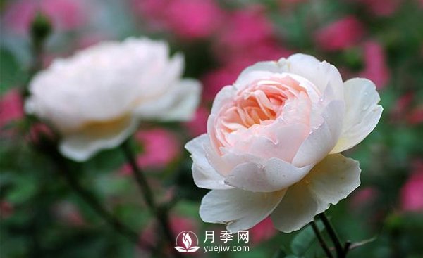 綠化選用南陽月季的養(yǎng)護措施(圖1)