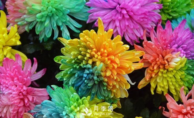 新品推薦彩虹菊，色彩鮮艷，如何養(yǎng)護繁殖(圖1)