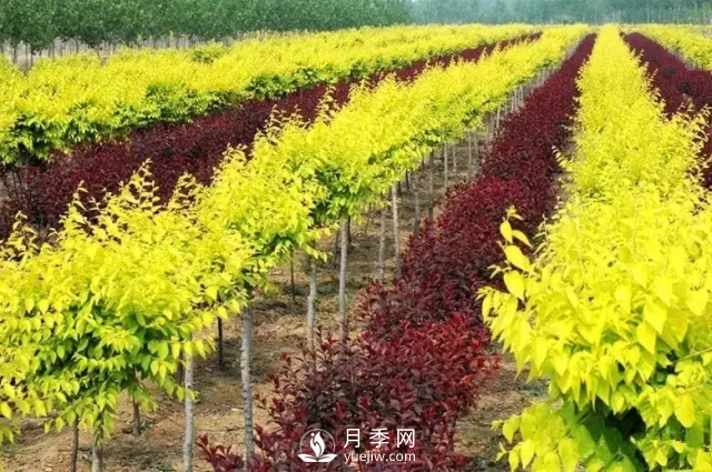 說說中國(guó)人自己知識(shí)產(chǎn)權(quán)的彩葉苗木，金葉榆(圖1)