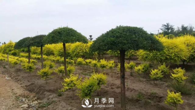 說說中國(guó)人自己知識(shí)產(chǎn)權(quán)的彩葉苗木，金葉榆(圖2)