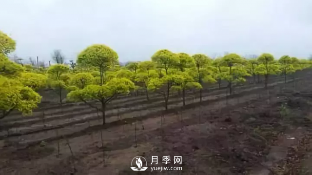 說說中國(guó)人自己知識(shí)產(chǎn)權(quán)的彩葉苗木，金葉榆(圖3)