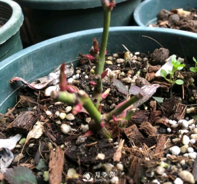 還沒(méi)開(kāi)春月季花就發(fā)芽了，可以放開(kāi)養(yǎng)了嗎？小心倒春寒(圖2)