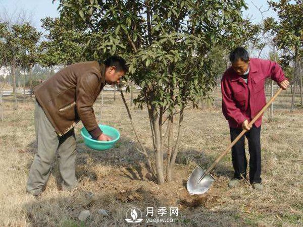 立春了，苗木養(yǎng)護(hù)要搞起來(lái)(圖1)
