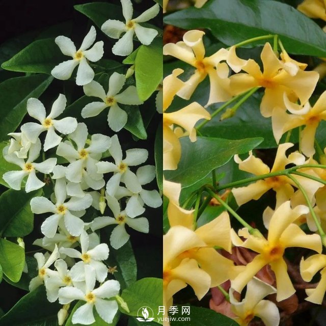 13種耐寒的盆栽花卉，零下20多度可存活，大部分南方也能種(圖8)