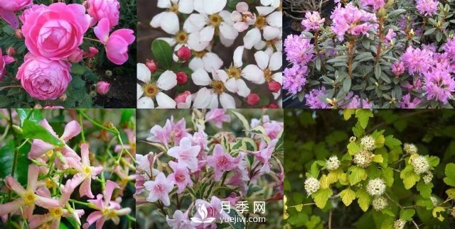 13種耐寒的盆栽花卉，零下20多度可存活，大部分南方也能種(圖1)