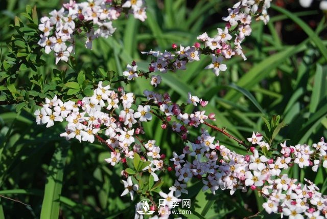13種耐寒的盆栽花卉，零下20多度可存活，大部分南方也能種(圖31)