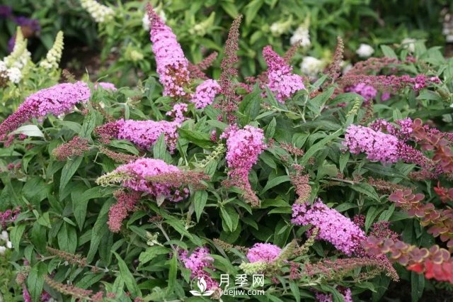 13種耐寒的盆栽花卉，零下20多度可存活，大部分南方也能種(圖20)