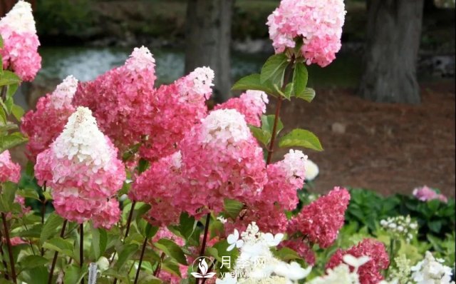 13種耐寒的盆栽花卉，零下20多度可存活，大部分南方也能種(圖15)