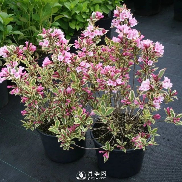 13種耐寒的盆栽花卉，零下20多度可存活，大部分南方也能種(圖11)