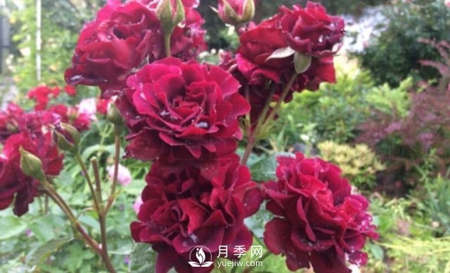 13種耐寒的盆栽花卉，零下20多度可存活，大部分南方也能種(圖35)