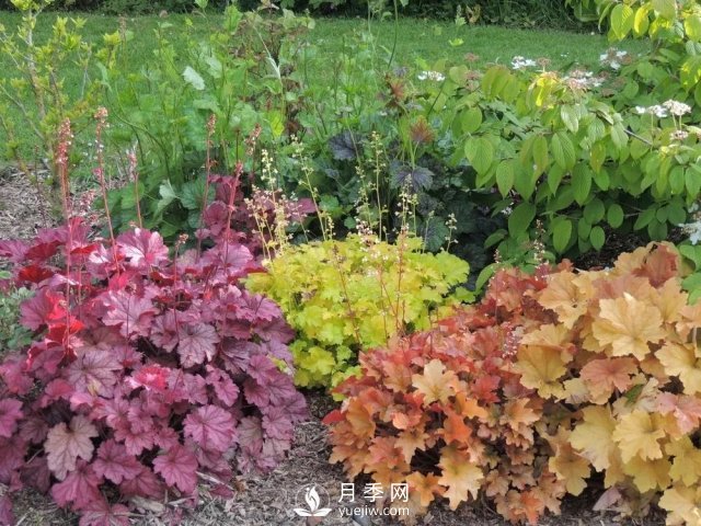 13種耐寒的盆栽花卉，零下20多度可存活，大部分南方也能種(圖23)