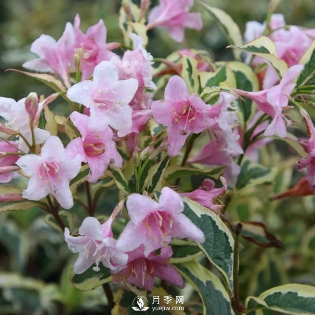 13種耐寒的盆栽花卉，零下20多度可存活，大部分南方也能種(圖12)