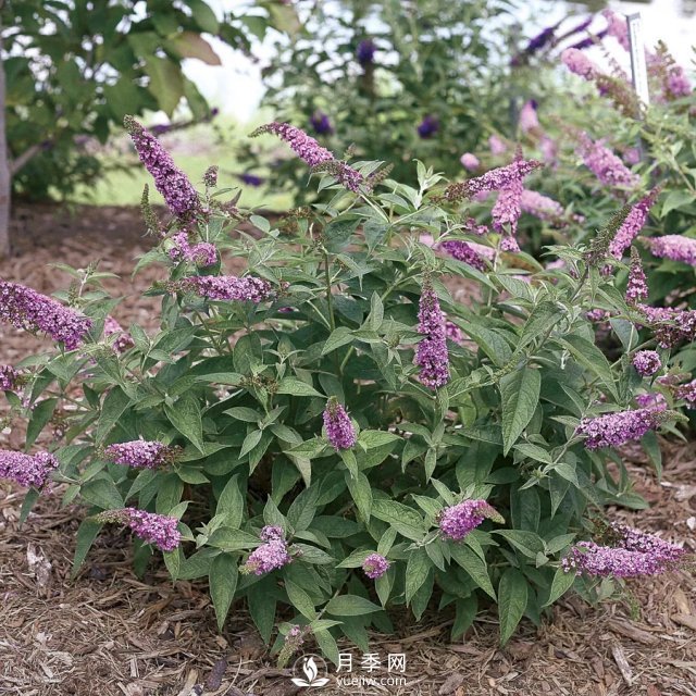13種耐寒的盆栽花卉，零下20多度可存活，大部分南方也能種(圖21)