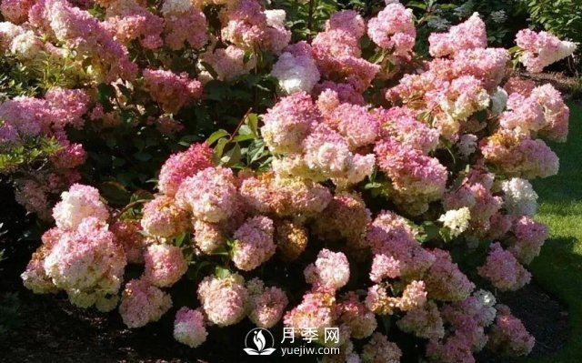 13種耐寒的盆栽花卉，零下20多度可存活，大部分南方也能種(圖14)
