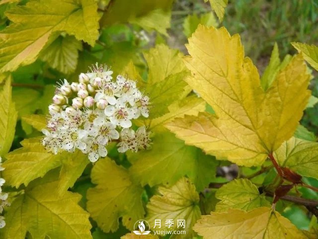 13種耐寒的盆栽花卉，零下20多度可存活，大部分南方也能種(圖27)