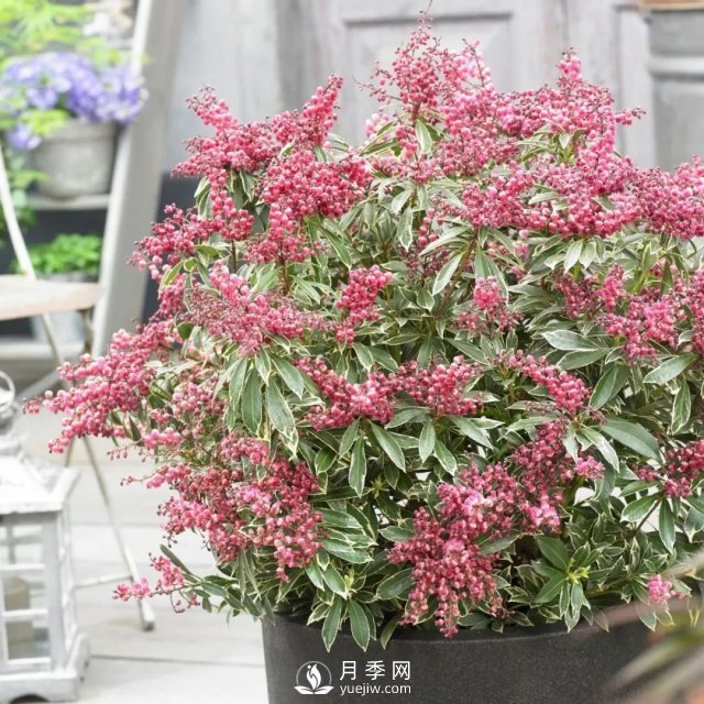 13種耐寒的盆栽花卉，零下20多度可存活，大部分南方也能種(圖19)