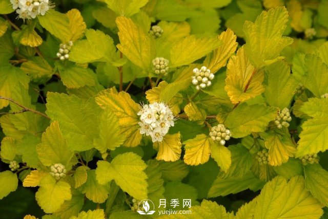 13種耐寒的盆栽花卉，零下20多度可存活，大部分南方也能種(圖28)