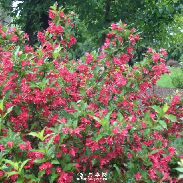 13種耐寒的盆栽花卉，零下20多度可存活，大部分南方也能種(圖13)