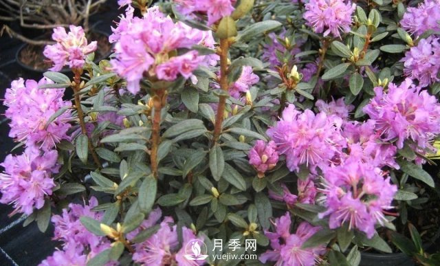 13種耐寒的盆栽花卉，零下20多度可存活，大部分南方也能種(圖29)