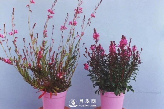 13種耐寒的盆栽花卉，零下20多度可存活，大部分南方也能種(圖4)