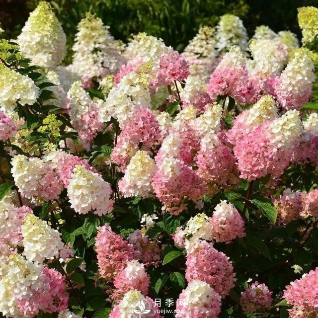 13種耐寒的盆栽花卉，零下20多度可存活，大部分南方也能種(圖16)