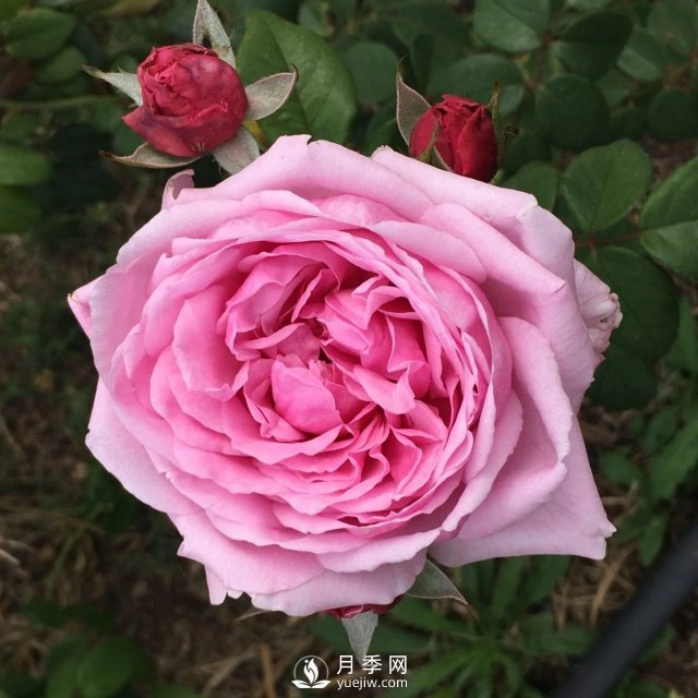 13種耐寒的盆栽花卉，零下20多度可存活，大部分南方也能種(圖33)